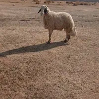 ورن سنجابی اصل