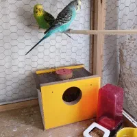 مرغ عشق نر و ماده دستی