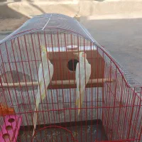 دو عدد عروس هلندی نروماده همراه باقفس