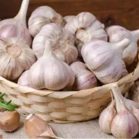 سیر برا کاشت سیر همدان