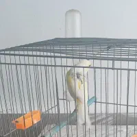 قناری ماده اماده