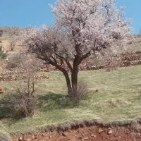 زمین-مسکونی-سنجرآباد