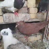 فروش کبوتر سرخ وبمبوئی