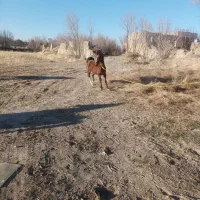 اسب مادیون کرد|اسب و تجهیزات اسبسواری|سردرود, |دیوار