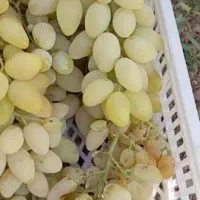 انجیر و میو|گل و گیاه طبیعی|نمشیر, |دیوار