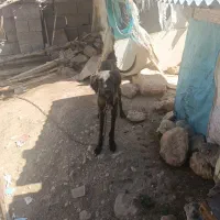 تازی