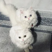 گربه پرشین سفید نر و ماده عقیم نشده