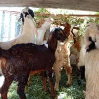 الاهواز کوت عبدالله