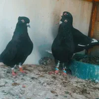 کبوتر