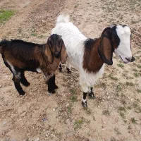 بزنر برای نگهداری نسل کشی عالی|حیوانات مزرعه|بجنورد, |دیوار