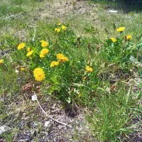 زمین کشاورزی وزمین ساخت ساز