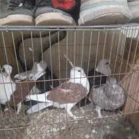 کبوتر رنگی