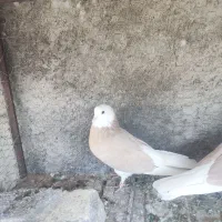 شازده زرد|پرنده|مبارکه, |دیوار