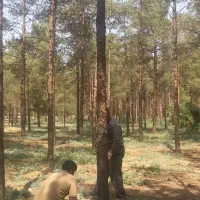 هرس درختاتن خطرناک|خدمات باغبانی و درختکاری|قم, بنیاد|دیوار