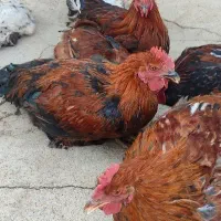 خروس|حیوانات مزرعه|کوزران, |دیوار