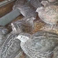 بلدرچین نژاد ژاپنی
