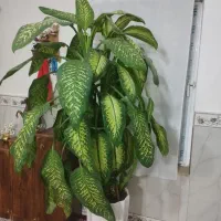 گل دیفن باخیا با گلدان|گل و گیاه طبیعی|سنقر, |دیوار