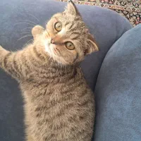 گربه اسکاتیش فولد ماده|گربه|کرمان, |دیوار