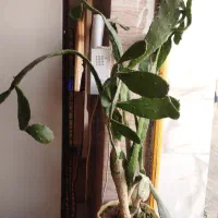 گل گیاه|گل و گیاه طبیعی|ماهیدشت, |دیوار