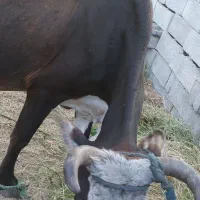 گاو ماده و جوان