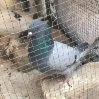 یک جفت طوقی و یدونه خرقه ماده معاوضه با نقش