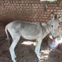 واگذاری الاغ رایگان