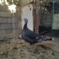 بوقلمون نرو ماده  ۸ ماهه