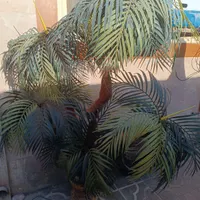 گل نخل مصنوعی|گل مصنوعی|دورود, |دیوار