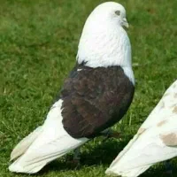 8تا کفتر فریمان
