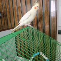 عروس هلندی|پرنده|رشت, باهنر|دیوار