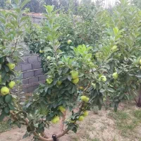 فروش باغ وایقان شبستر جاده گاز شرفتین|فروش خانه و ویلا|شبستر, |دیوار