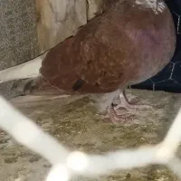 سرخ دم سفید کاکولی|پرنده|مینودشت, |دیوار