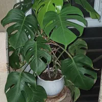 گلدان برگ انجیری مانسترا و پتوس