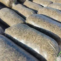 ذرت علوفه تحویل کیلو7500 تومان