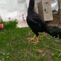 جوجه خروس لاری ۶ماه ۱۰ روزه|حیوانات مزرعه|سنگر, |دیوار