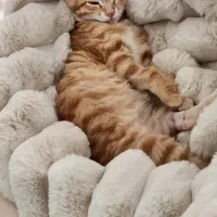 بچه گربه سه ماهه|گربه|کرمانشاه, |دیوار