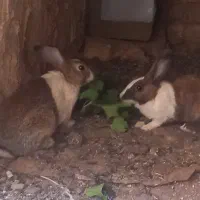 خرگوش دوتا باهم ۱۸۰