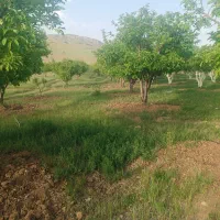 فروش و معاوضه باغ سیب ۱۵ساله