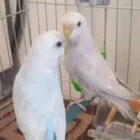 جفت مرغ عشق نر و ماده