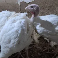بوقلمون گوشتی|حیوانات مزرعه|ملک‌آباد, |دیوار