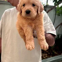 گلدن رتریور|سگ|تهران, زعفرانیه|دیوار