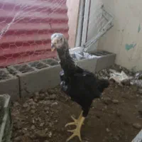 جوجه لاری میکس اوشامو و افغان دونگ بالا|حیوانات مزرعه|گرمی, |دیوار