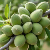 نهال بادام کم‌آب‌بر در ایلام