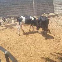 2راس گوساله نر