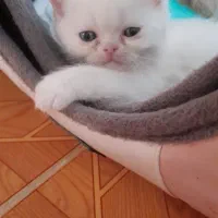 گربه ی پرشین|گربه|رشت, هلال احمر|دیوار