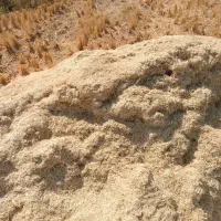 کاه گندم
