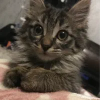 واگذاری بچه گربه ماده ۴ ماهه