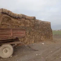 فروش یونجه، چین ۲و۳،کیلویی ۳۲هزار تومان