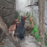 مرغ و خروس لاری