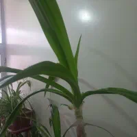 آپارتمان کاربری تجاری3طبقه هرطبقه16مترمسکونی تجاری